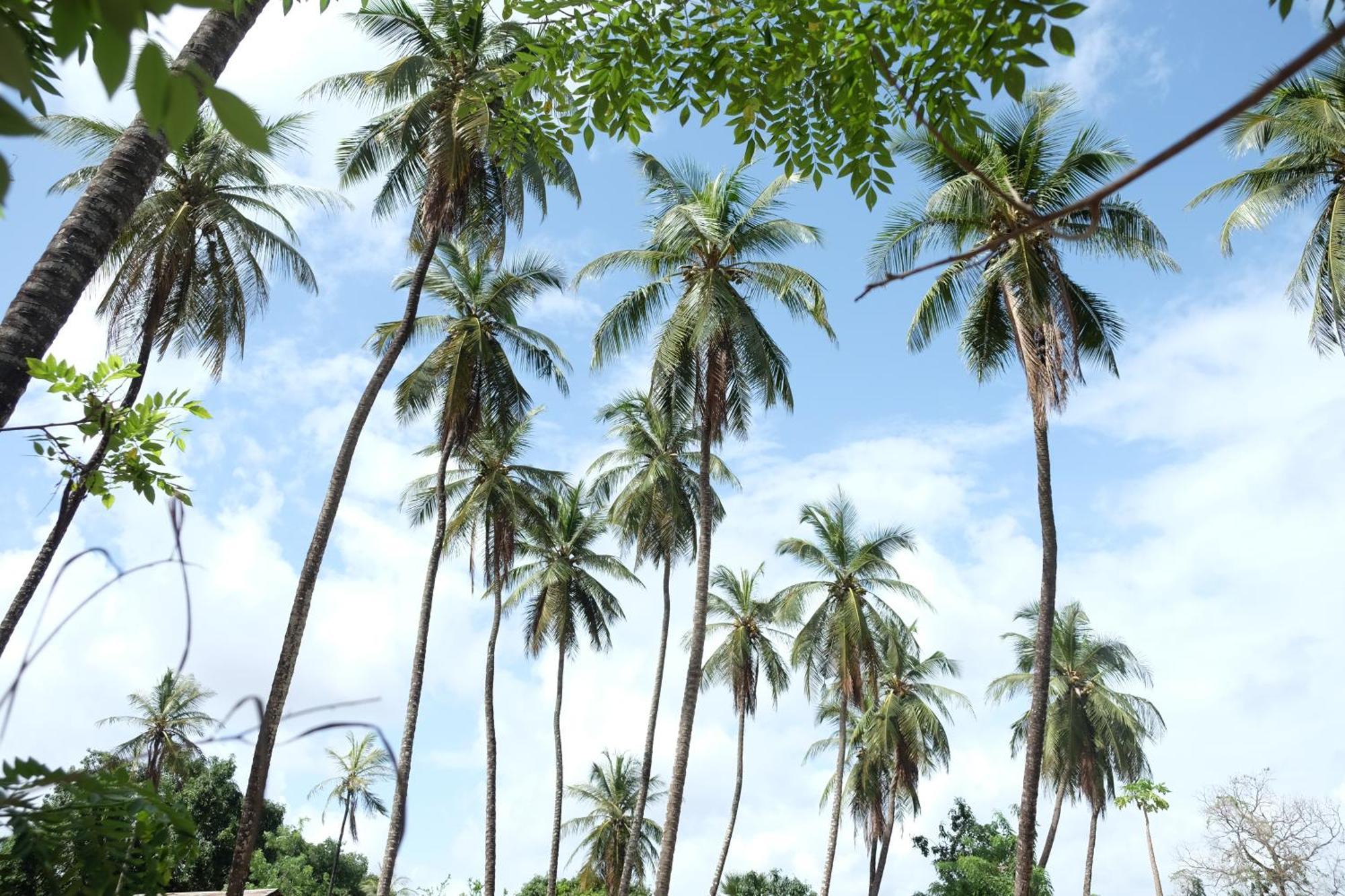 Diakene Ouolof Centre Touristique Et Culturel Casamanceゲストハウス エクステリア 写真